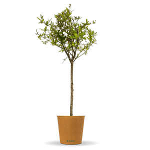 Granatapfelbaum "Gregor"