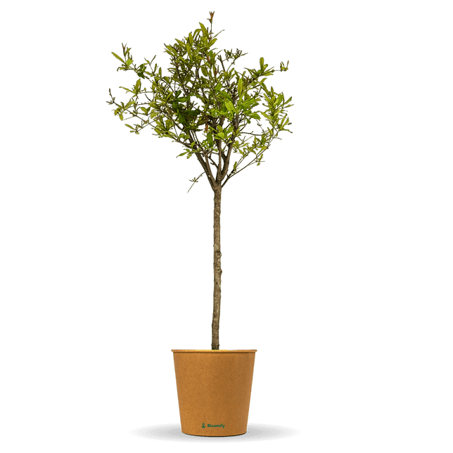 Granatapfelbaum "Gregor"