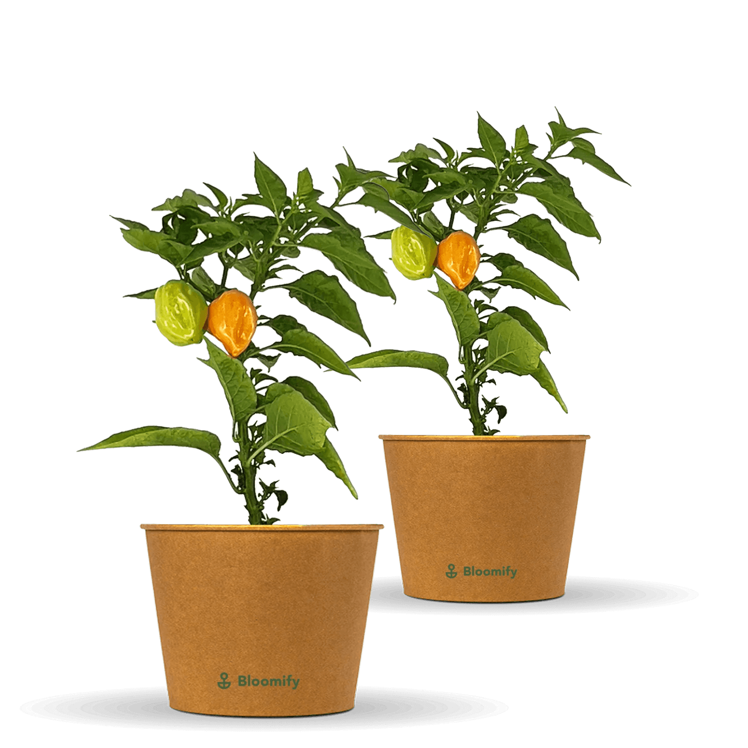 2 x Habanero Chili orange "Harald"