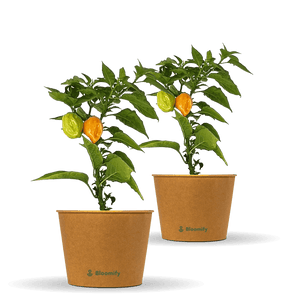2 x Habanero Chili orange "Harald"