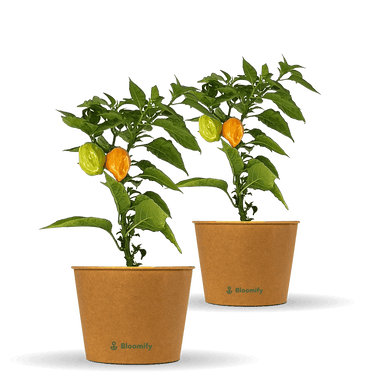 2 x Habanero Chili orange "Harald"