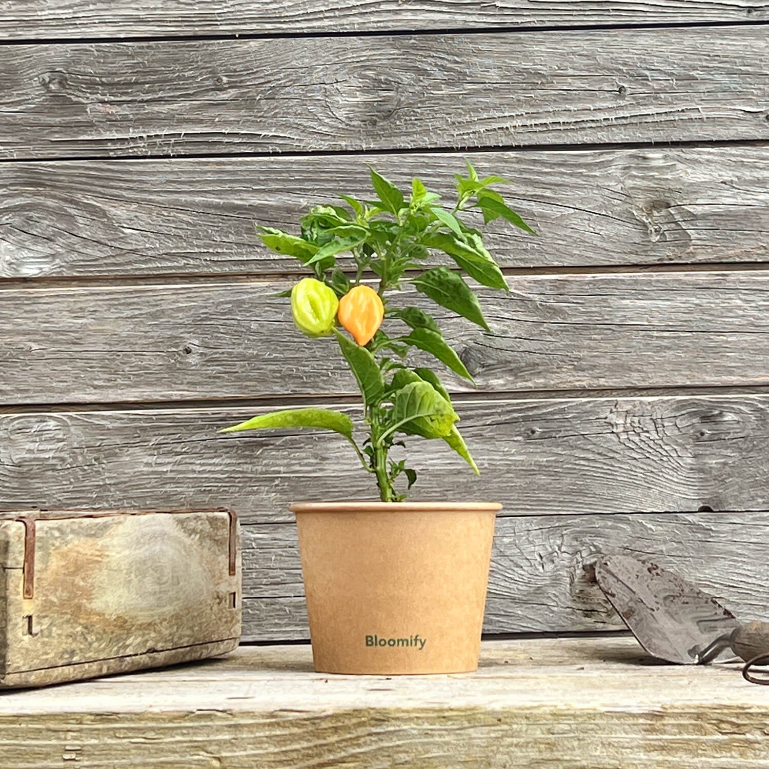 2 x Habanero Chili orange "Harald"