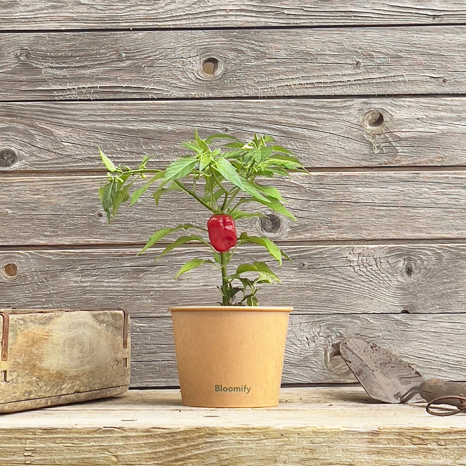 2 x Habanero Chili rot "Hauke"