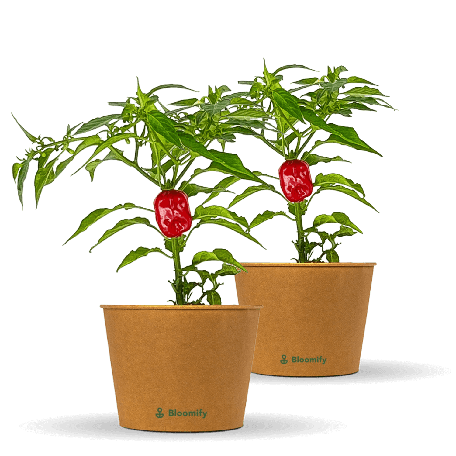 2 x Habanero Chili rot "Hauke"