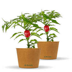 2 x Habanero Chili rot "Hauke"
