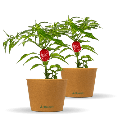 2 x Habanero Chili rot "Hauke"