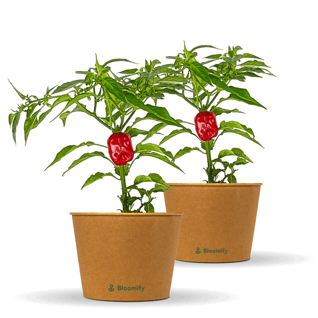 2 x Habanero Chili rot "Hauke"