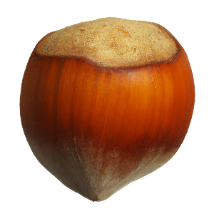 Haselnuss "Hans"