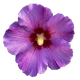 Hibiskus "Hailey"