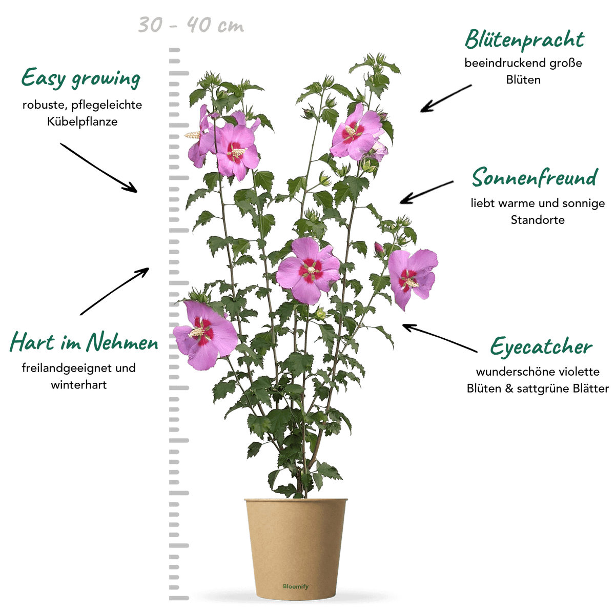 Hibiskus "Hailey"