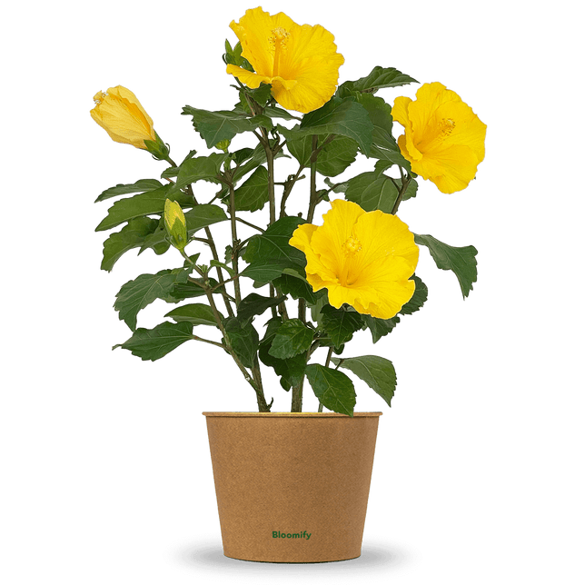 Hibiskus gelb "Hildegard"