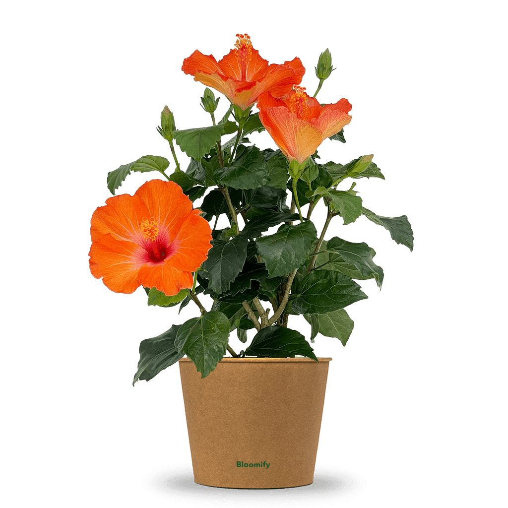Hibiskus 