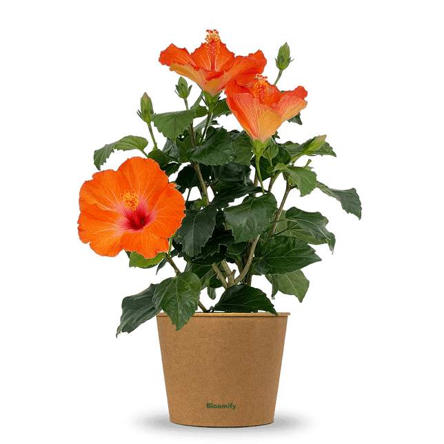 Hibiskus orange "Hildegard"