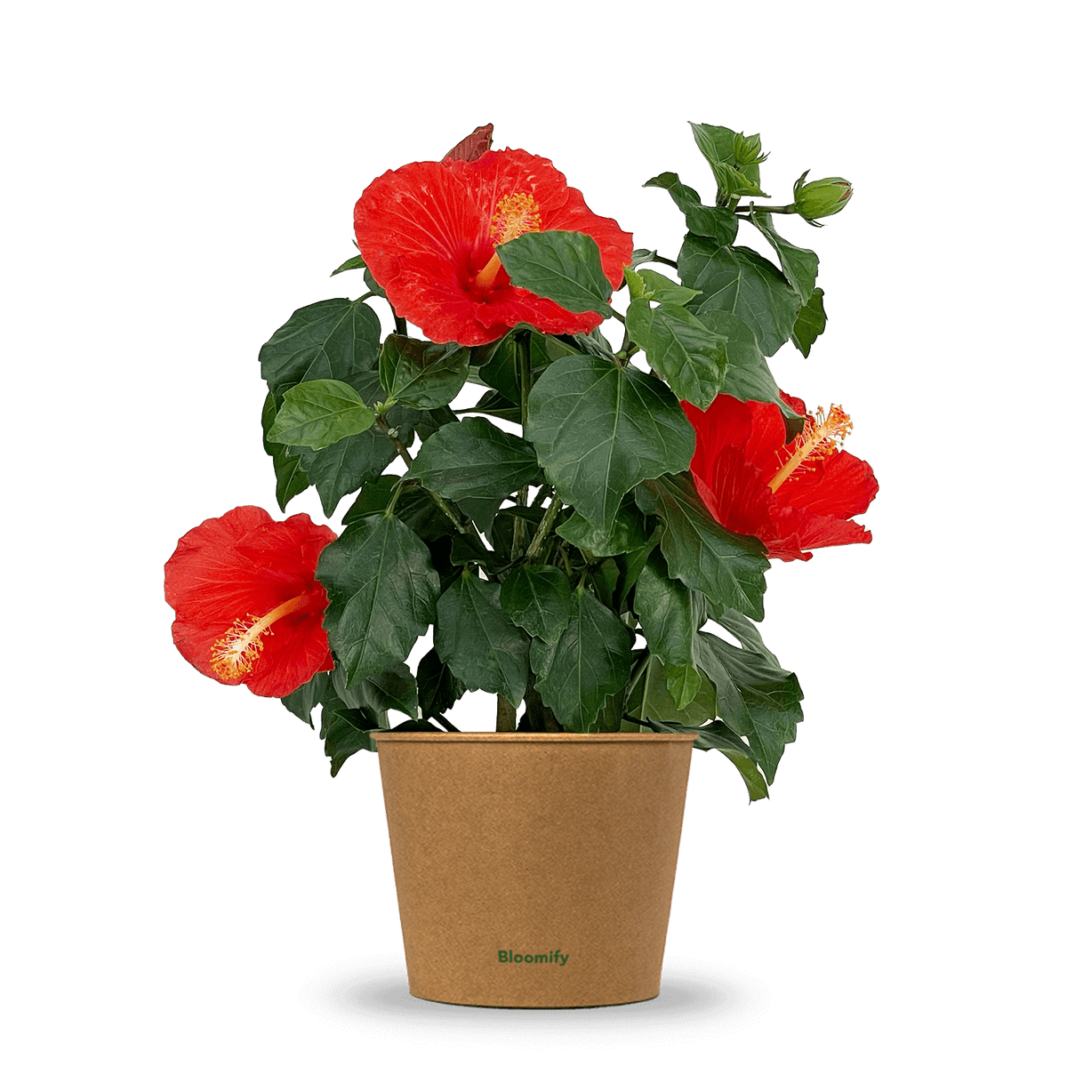 Hibiskus 