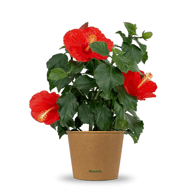 Hibiskus rot "Hildegard"
