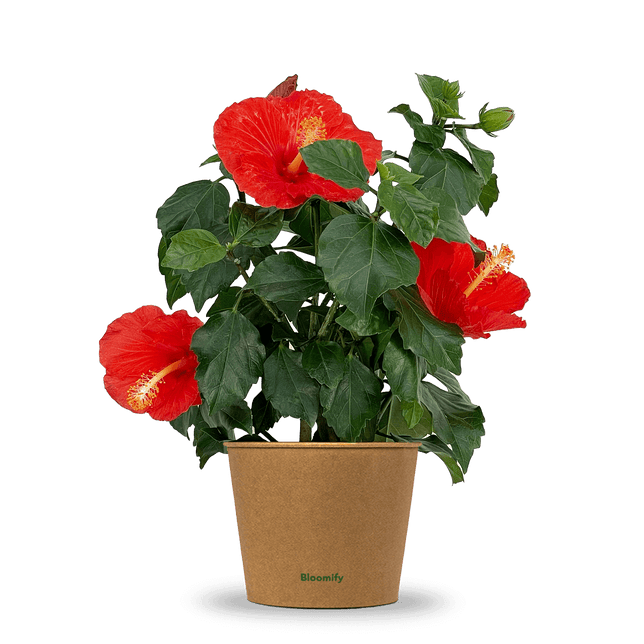 Hibiskus rot "Hildegard"