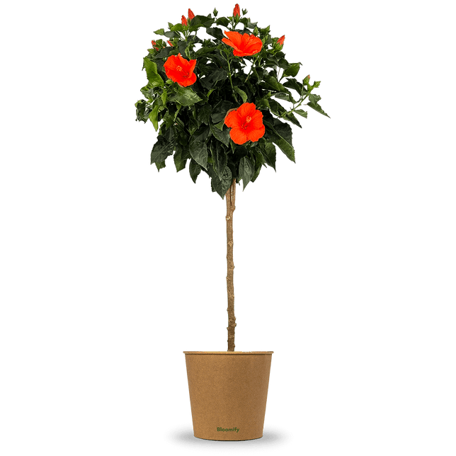 Hibiskus Stamm orange "Helena"