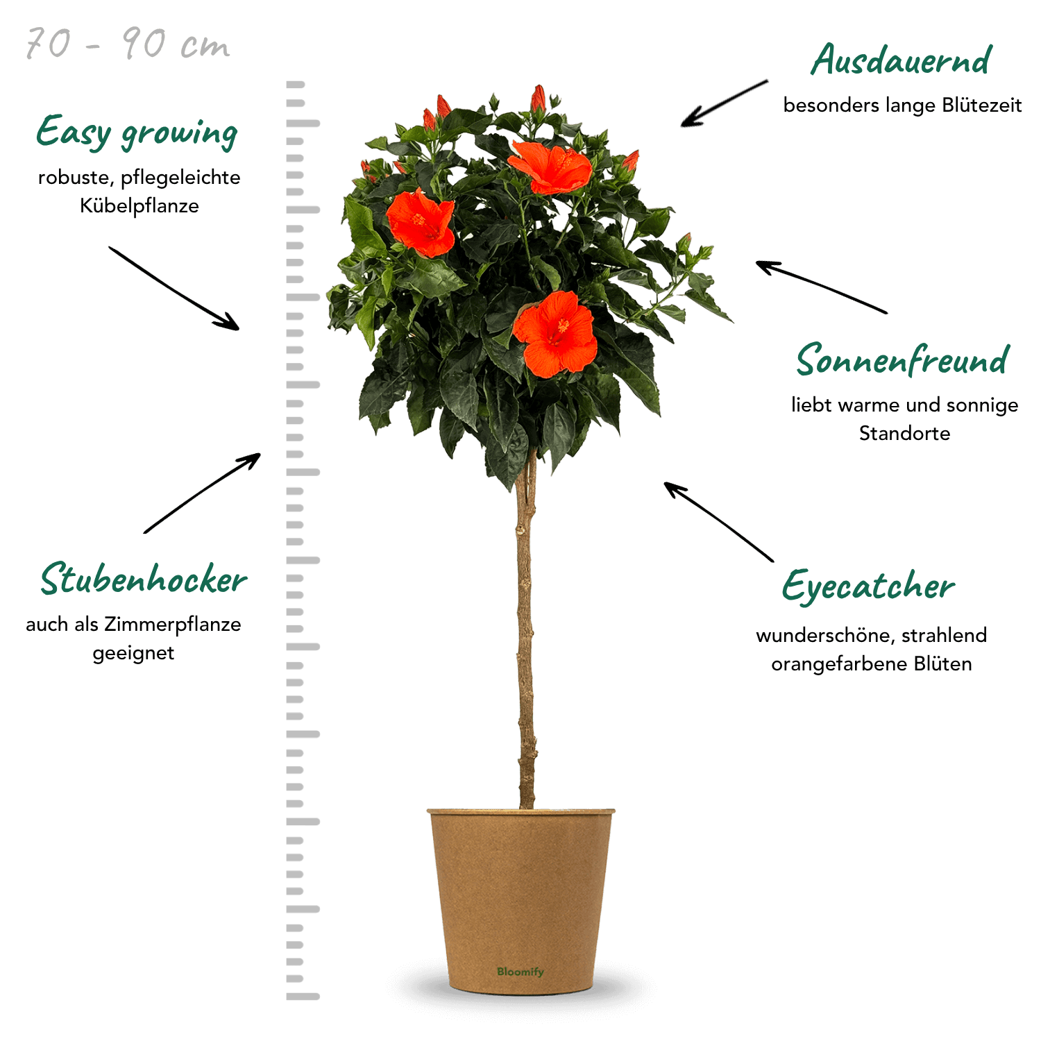 Hibiskus Stamm orange "Helena"