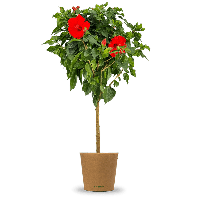 Hibiskus Stamm rot "Helena"