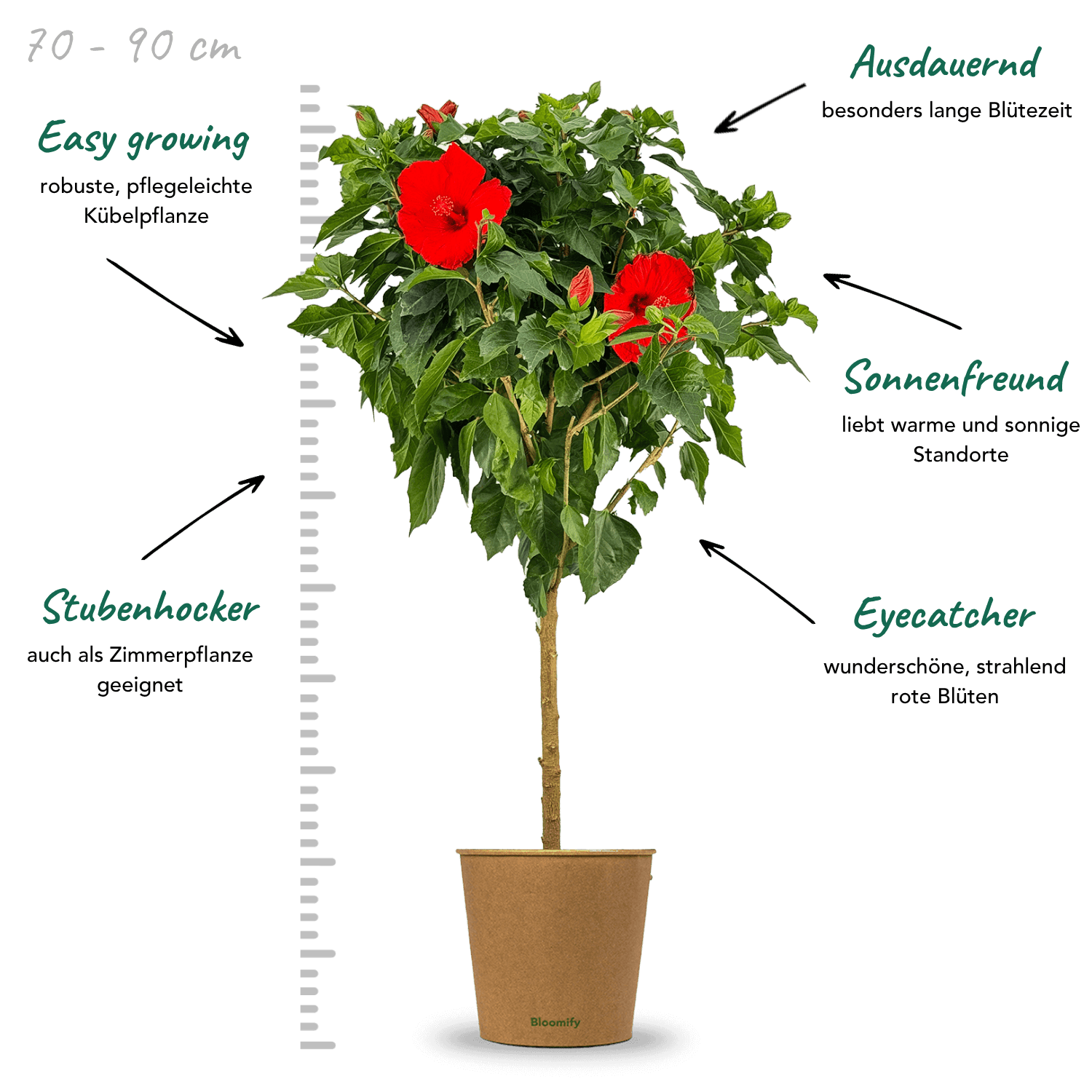 Hibiskus Stamm rot "Helena"