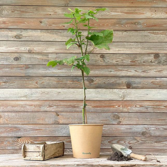 (B-Qualität) Himbeer-Baum "Heino"