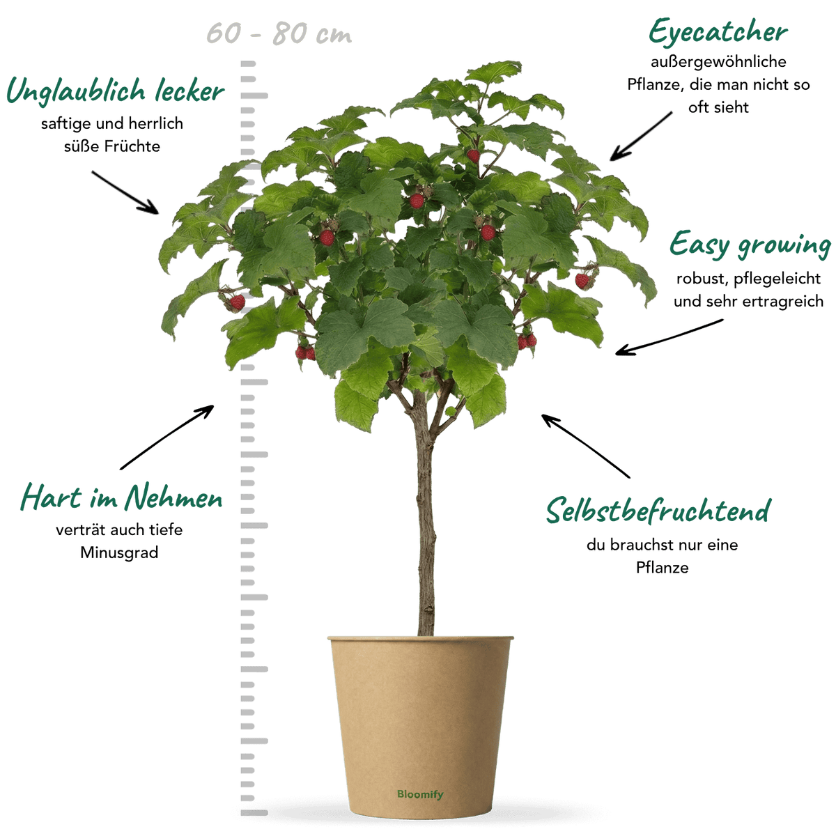 Himbeer-Baum "Heino"