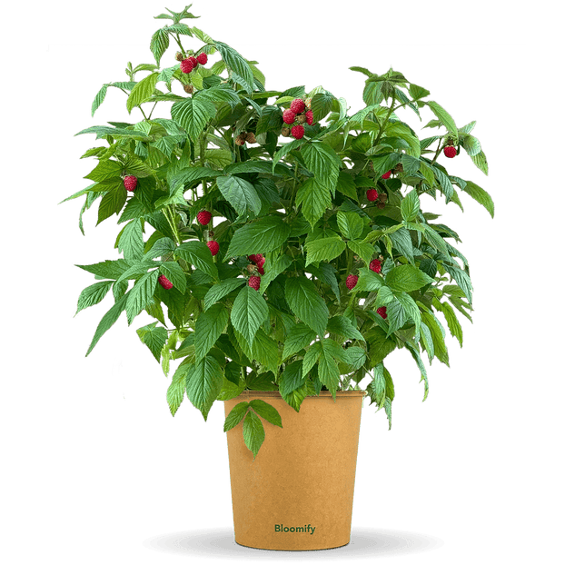 Balkon-Himbeere "Heidi" (Bio)