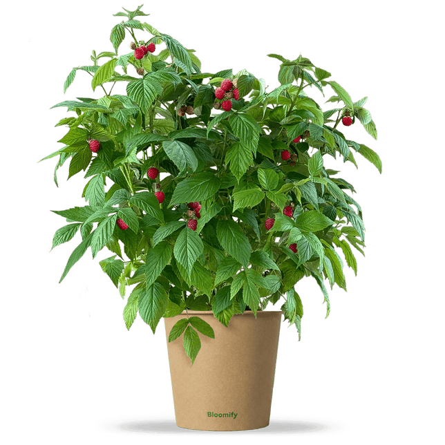 Balkon-Himbeere "Heidi" (Bio)