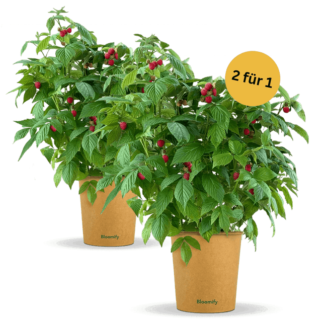 2 x Balkon-Himbeere "Heidi" (Bio)