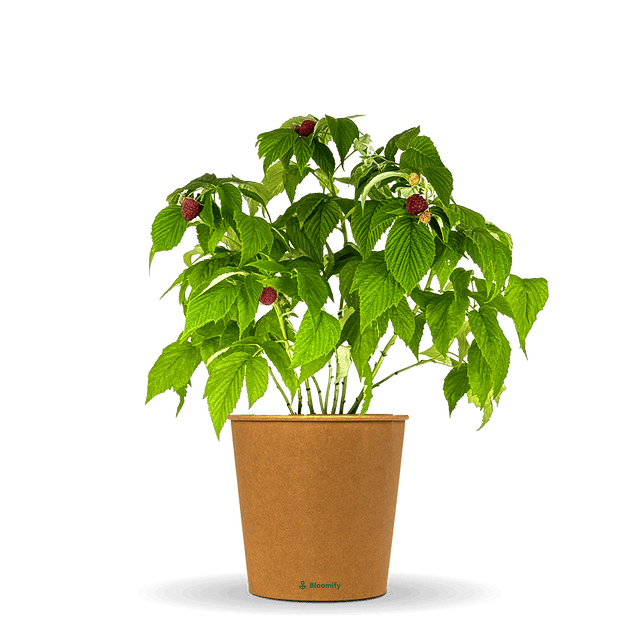 Himbeere "Hilda" (Bio)