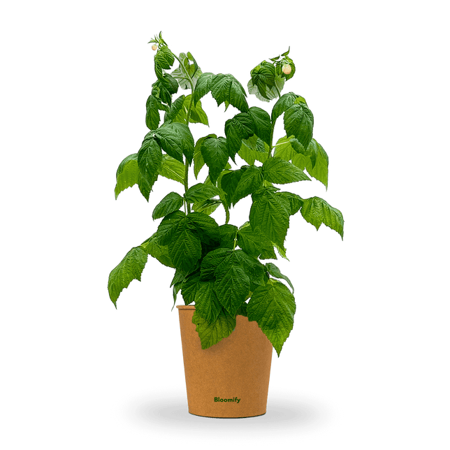 Himbeere gelb "Heinz" (Bio)