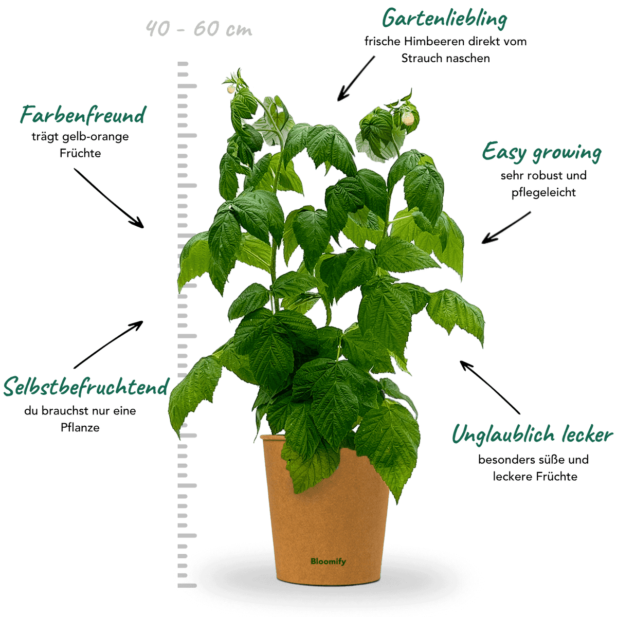 Himbeere gelb "Heinz" (Bio)