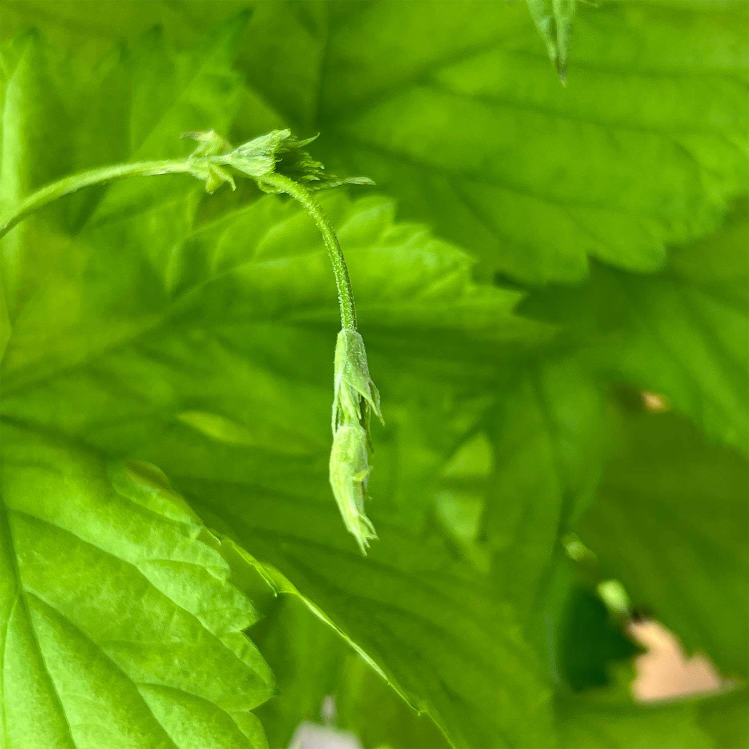 Hopfen "Holger"