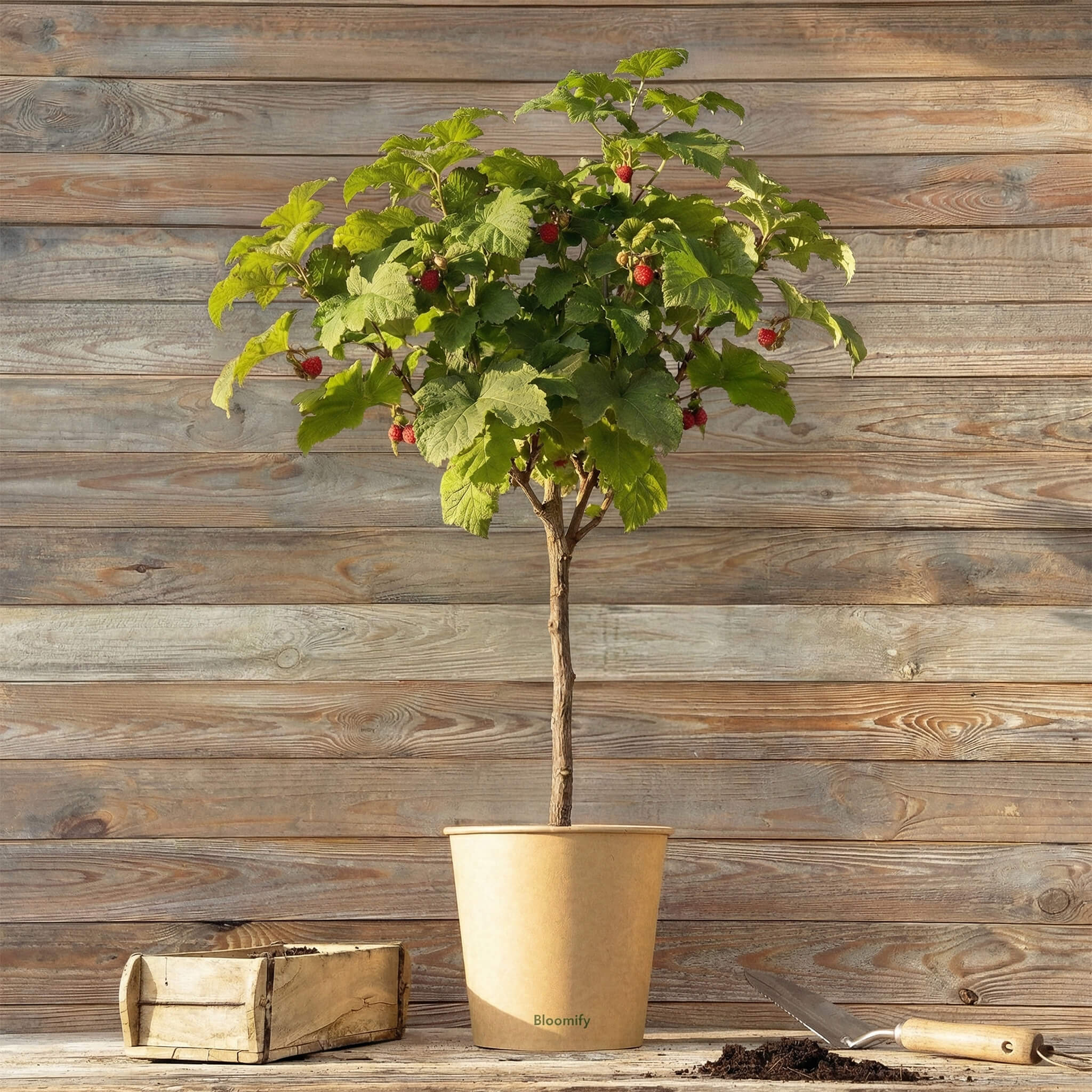 Himbeer-Baum "Heino"