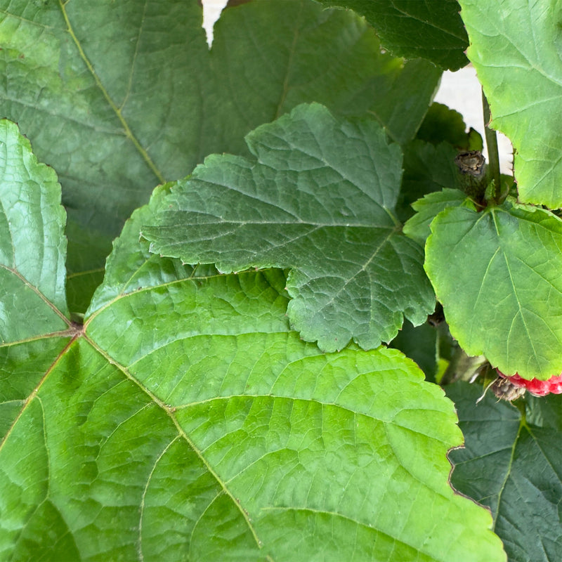 Himbeer-Baum "Heino"