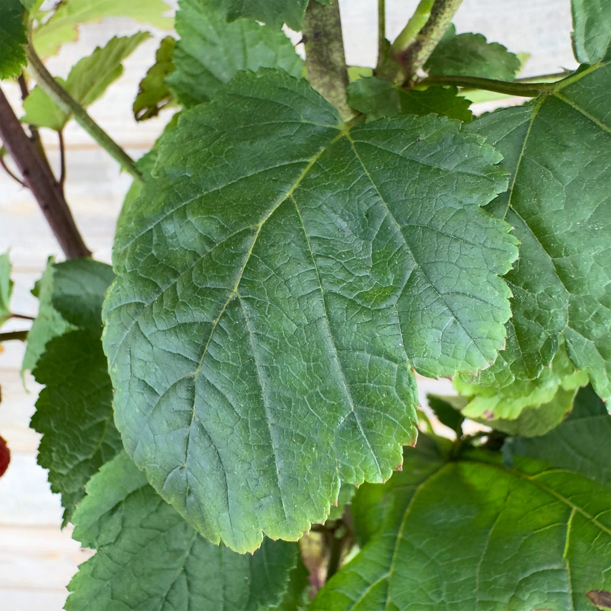 Himbeer-Baum "Heino"