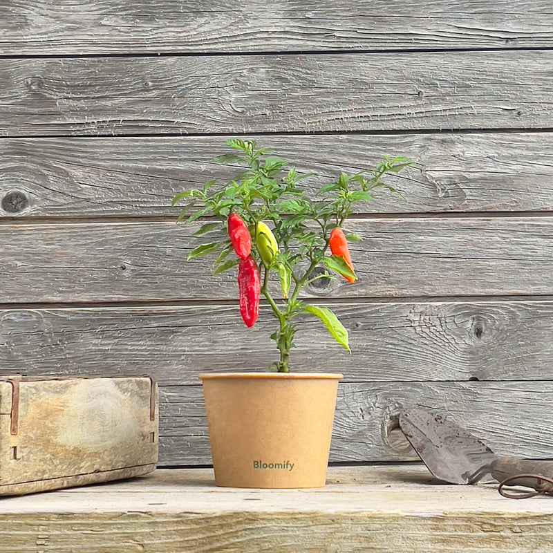Indischer Chili Dorset Naga