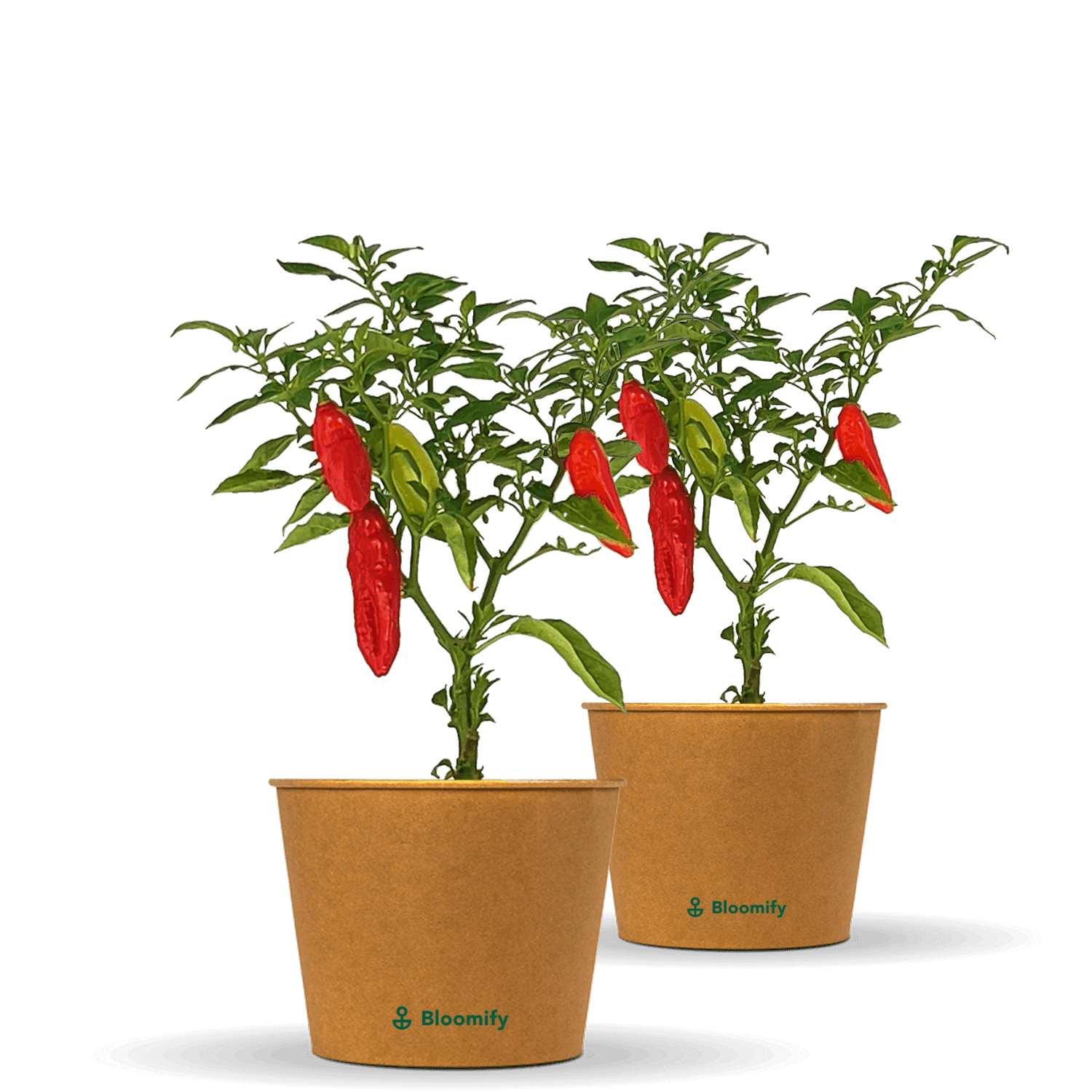 2 x Indischer Chili "Indira"
