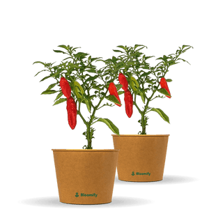 2 x Indischer Chili "Indira"