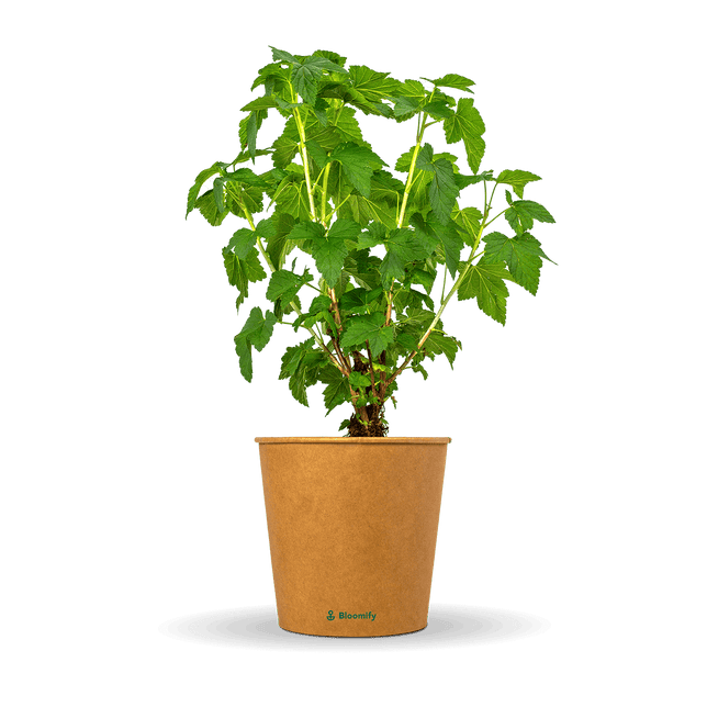 Johannisbeere rot "Johnny" (Bio)