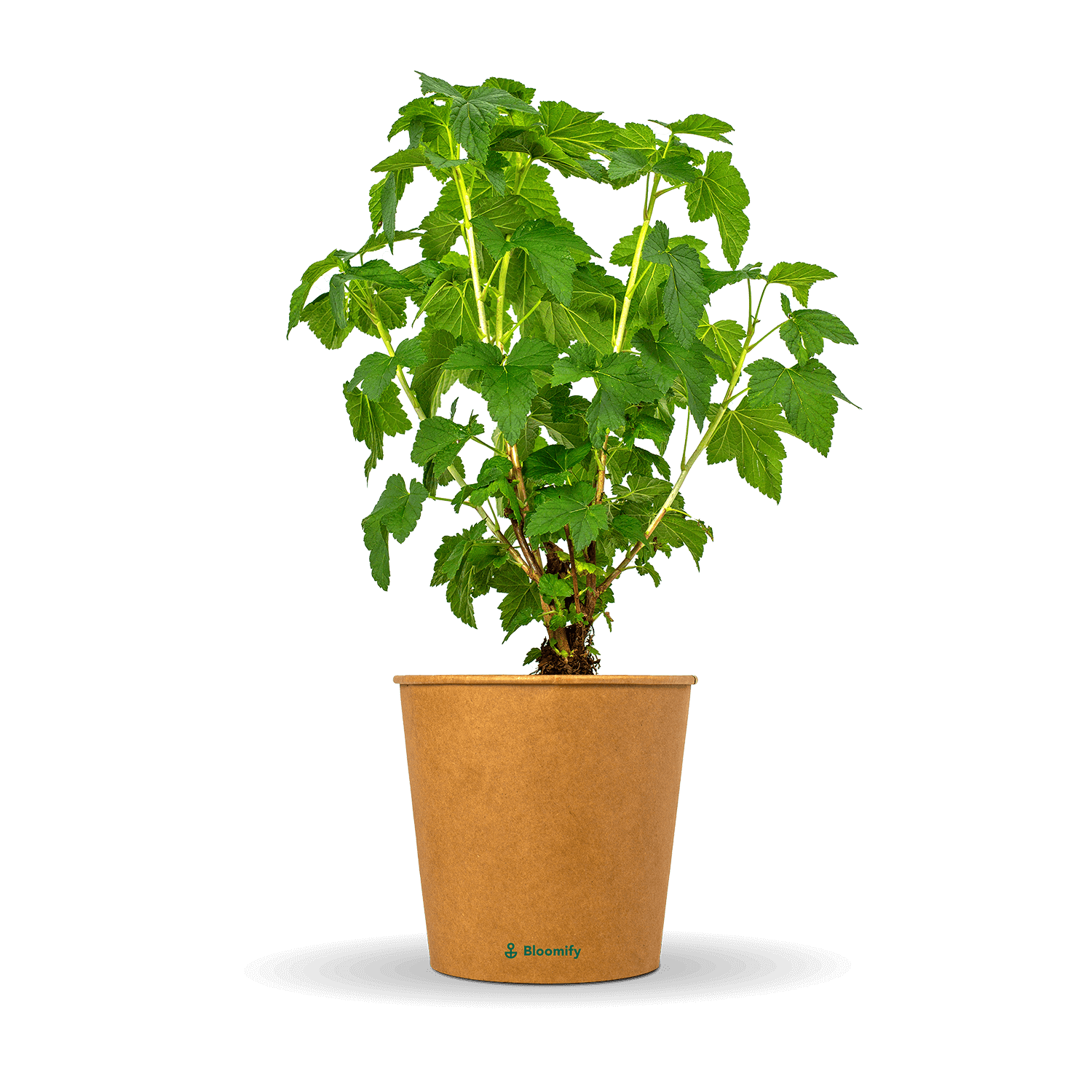 Johannisbeere schwarz "Jutta" (Bio)