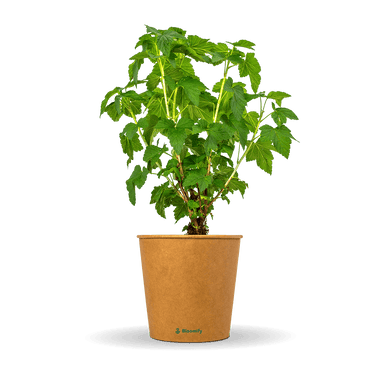 Johannisbeere schwarz "Jutta" (Bio)