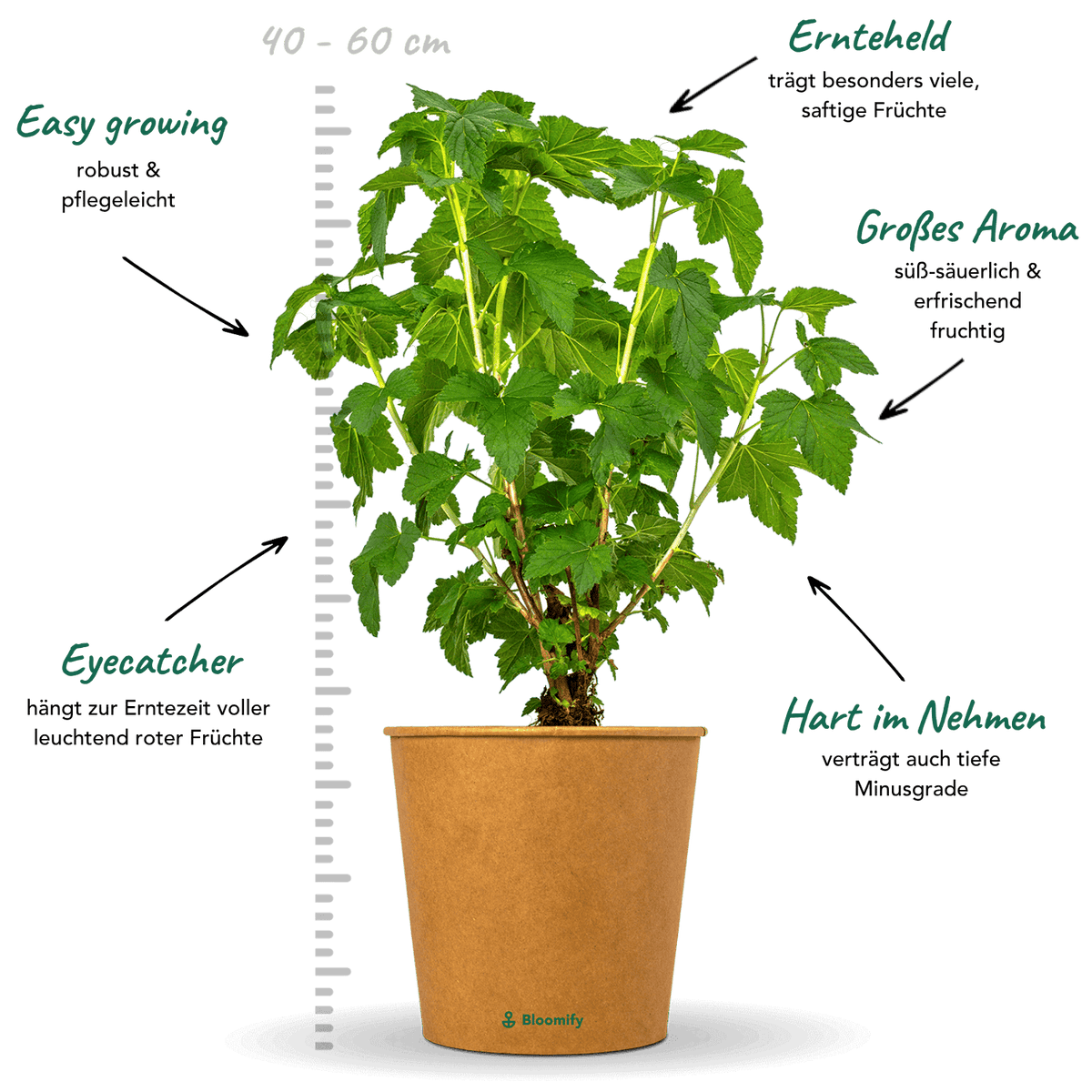Johannisbeere rot "Johnny" (Bio)