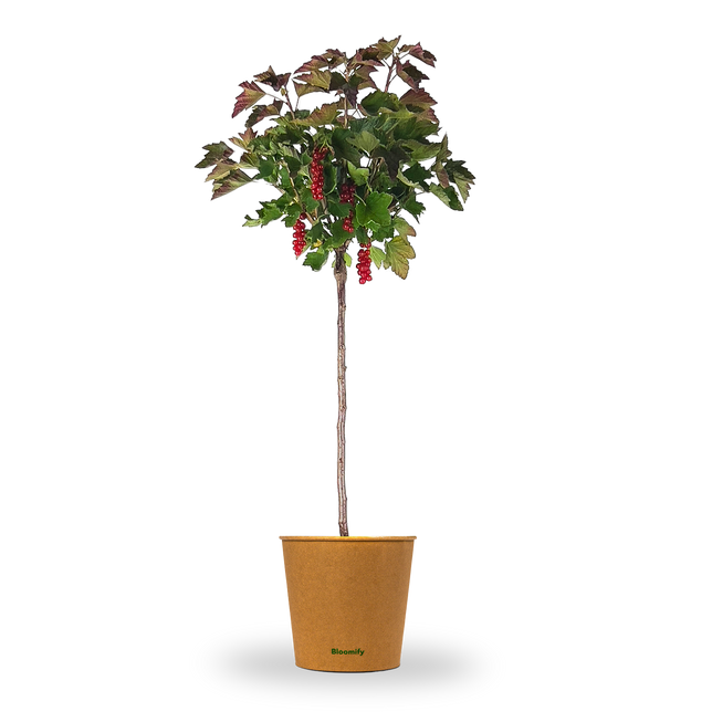 Johannisbeere Stamm rot "Johanna" (Bio)