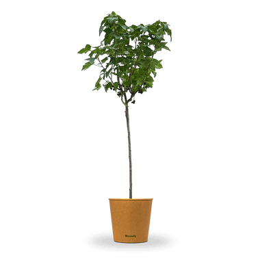 Johannisbeere Stamm schwarz "Justus" (Bio)