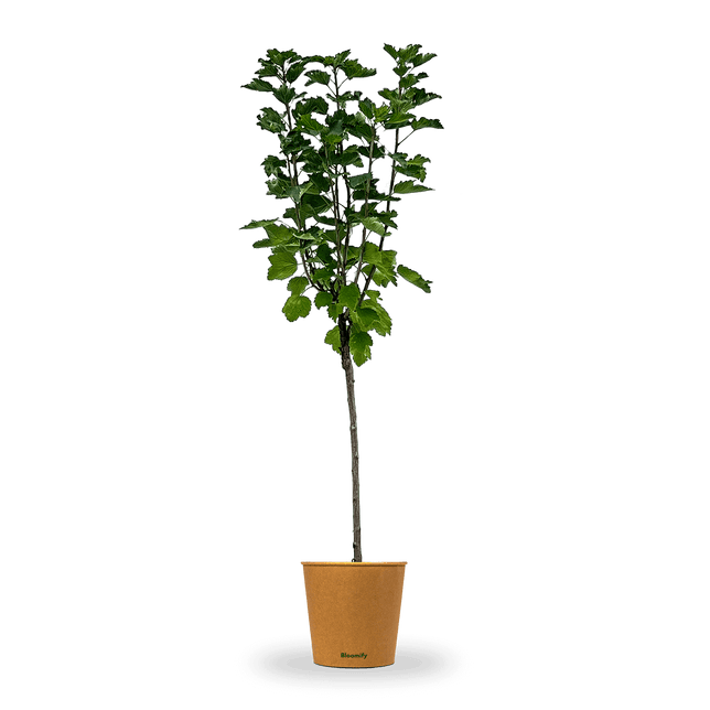 Johannisbeere Stamm weiß "Jojo"