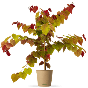 Feuer-Judasbaum "Freddy"