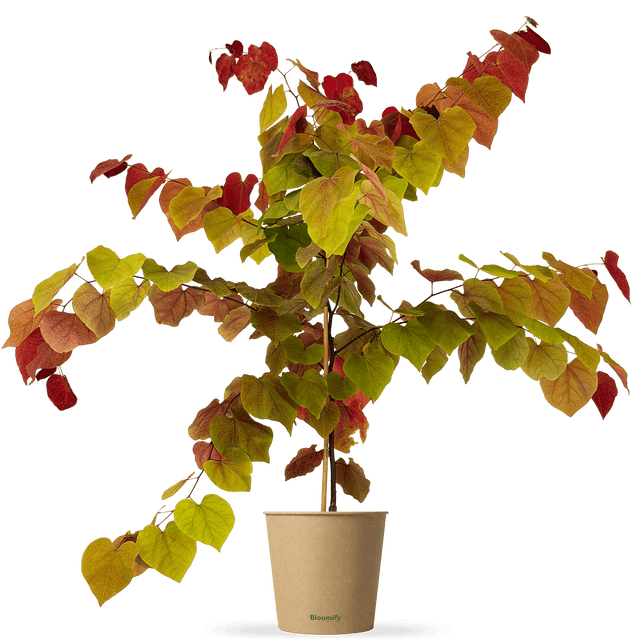 Feuer-Judasbaum "Freddy"
