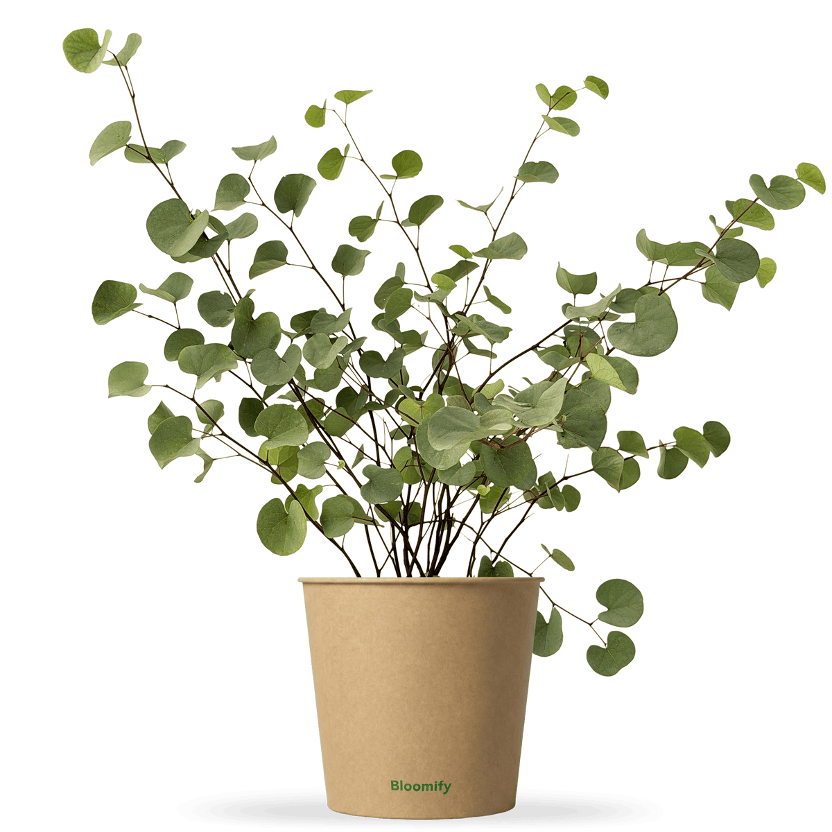 Judasbaum "Julius"