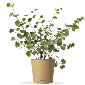 Judasbaum "Julius"